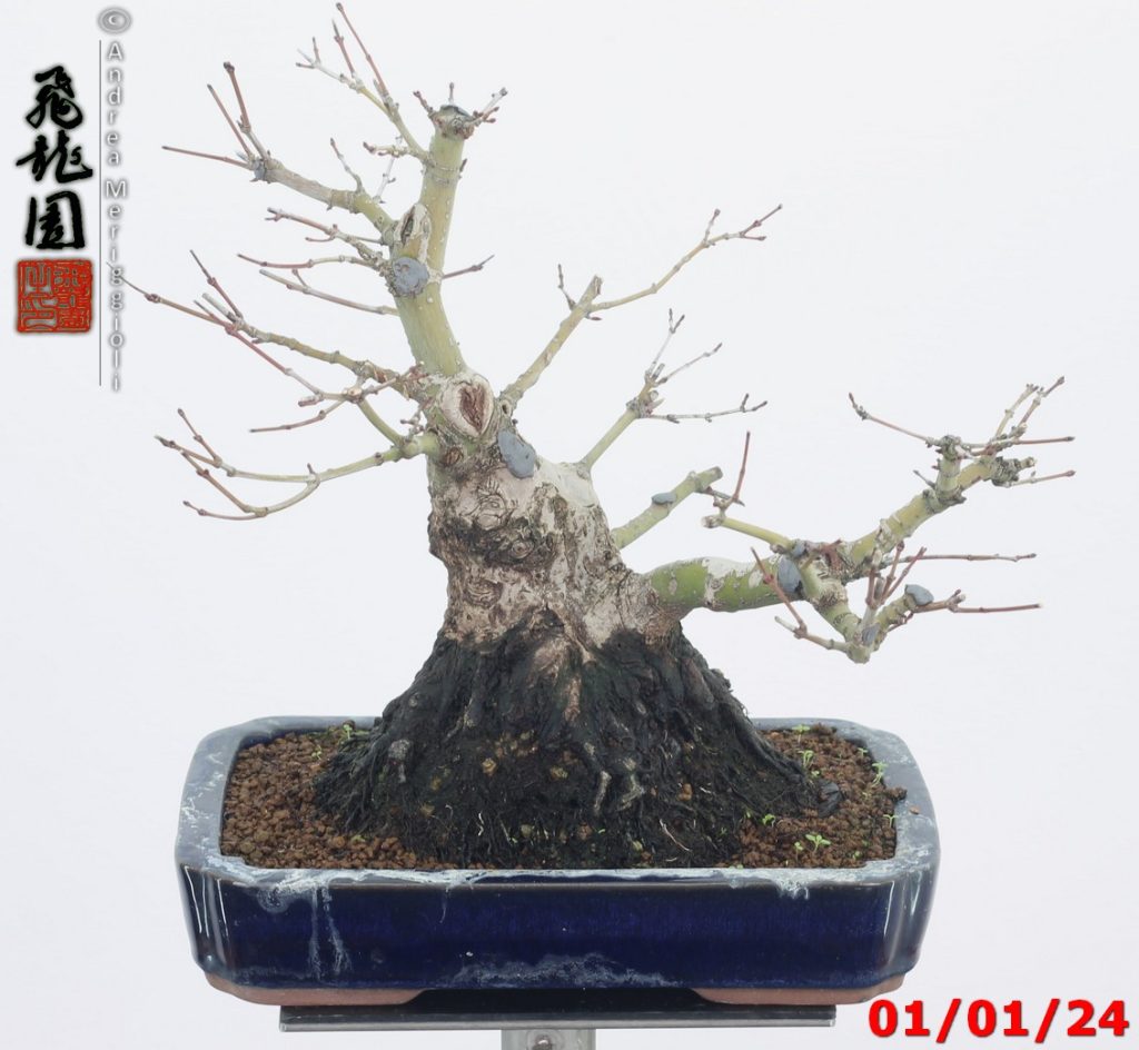 Acer palmatum shohin