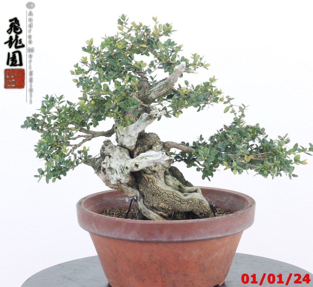 Buxus sempervirens