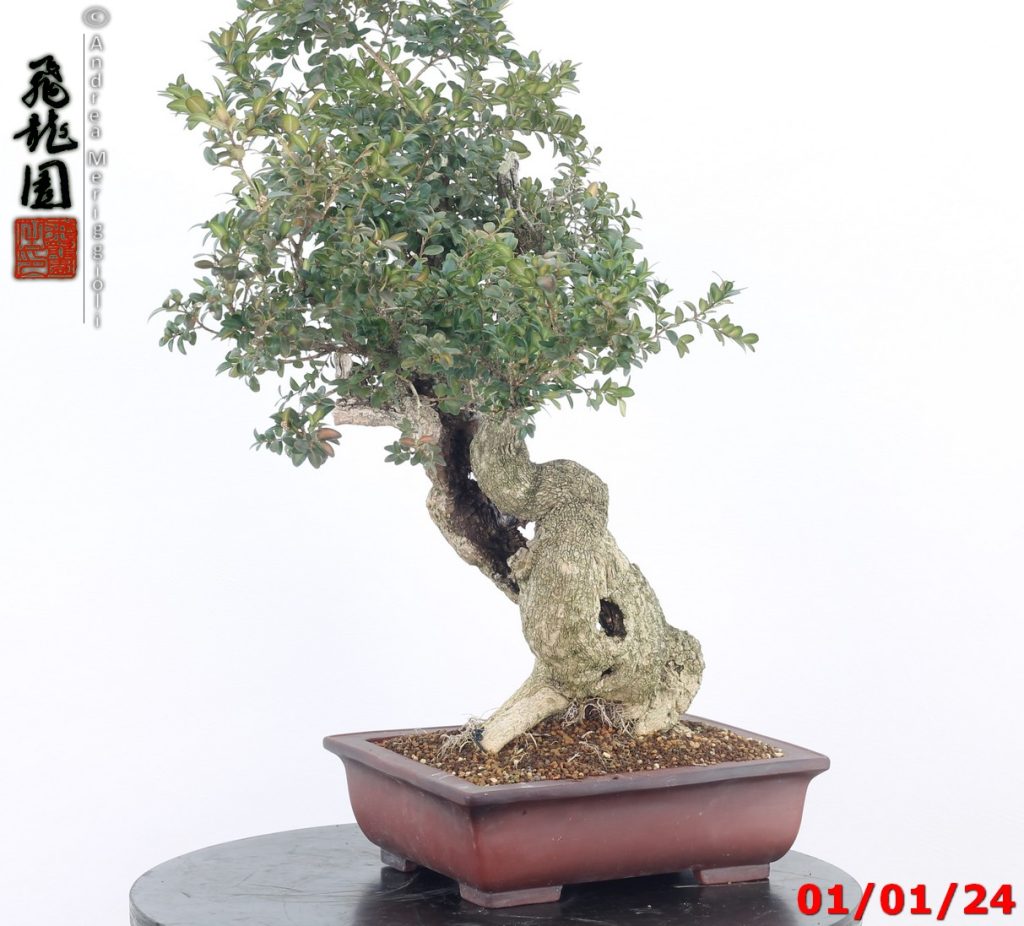 Buxus sempervirens