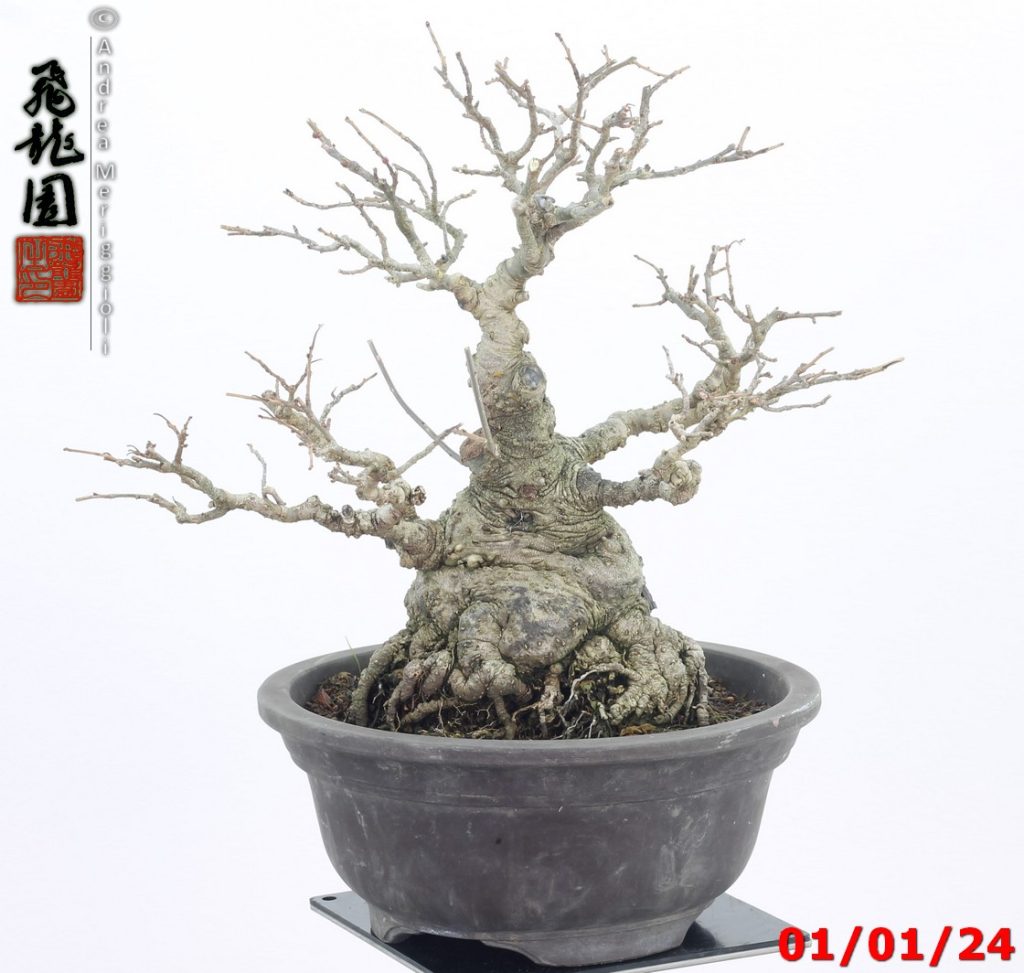 Ilex serrata