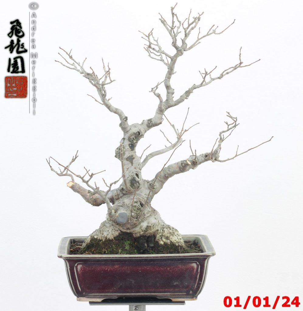 Ilex serrata
