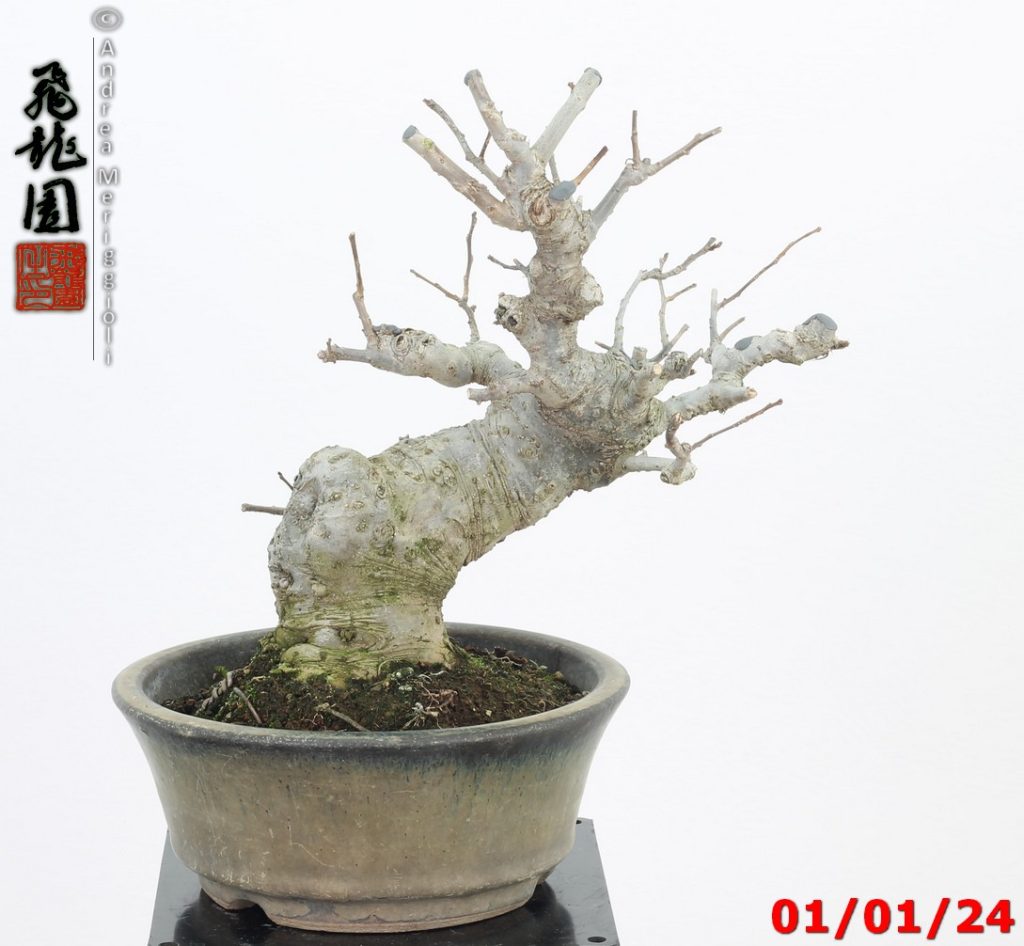 Ilex serrata shohin