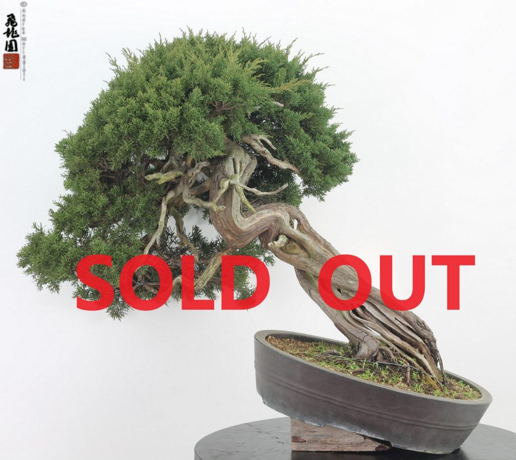 Juniperus itoigawa
