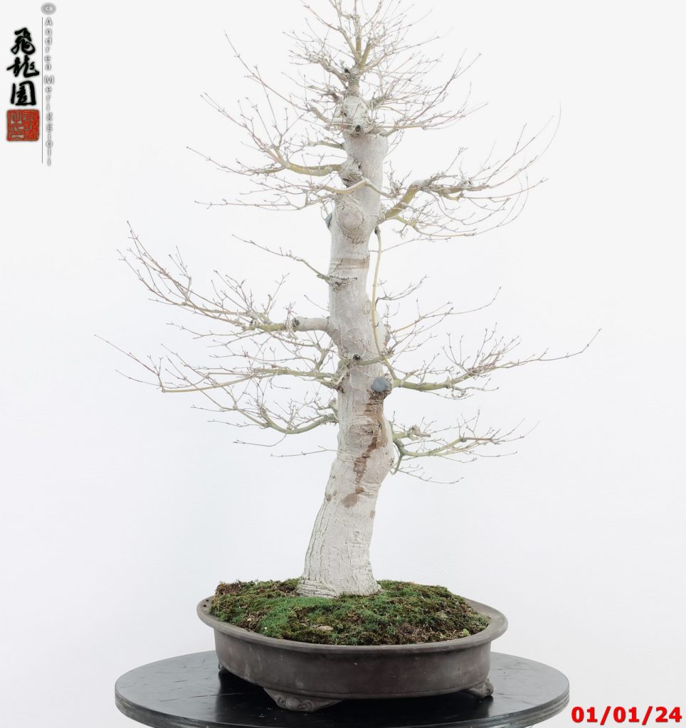 Acer palmatum