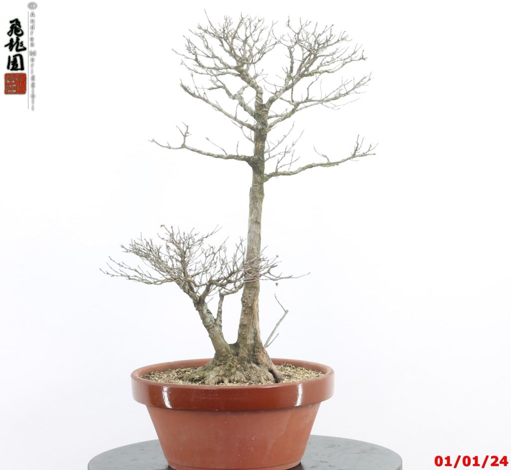 Acer buergerianum