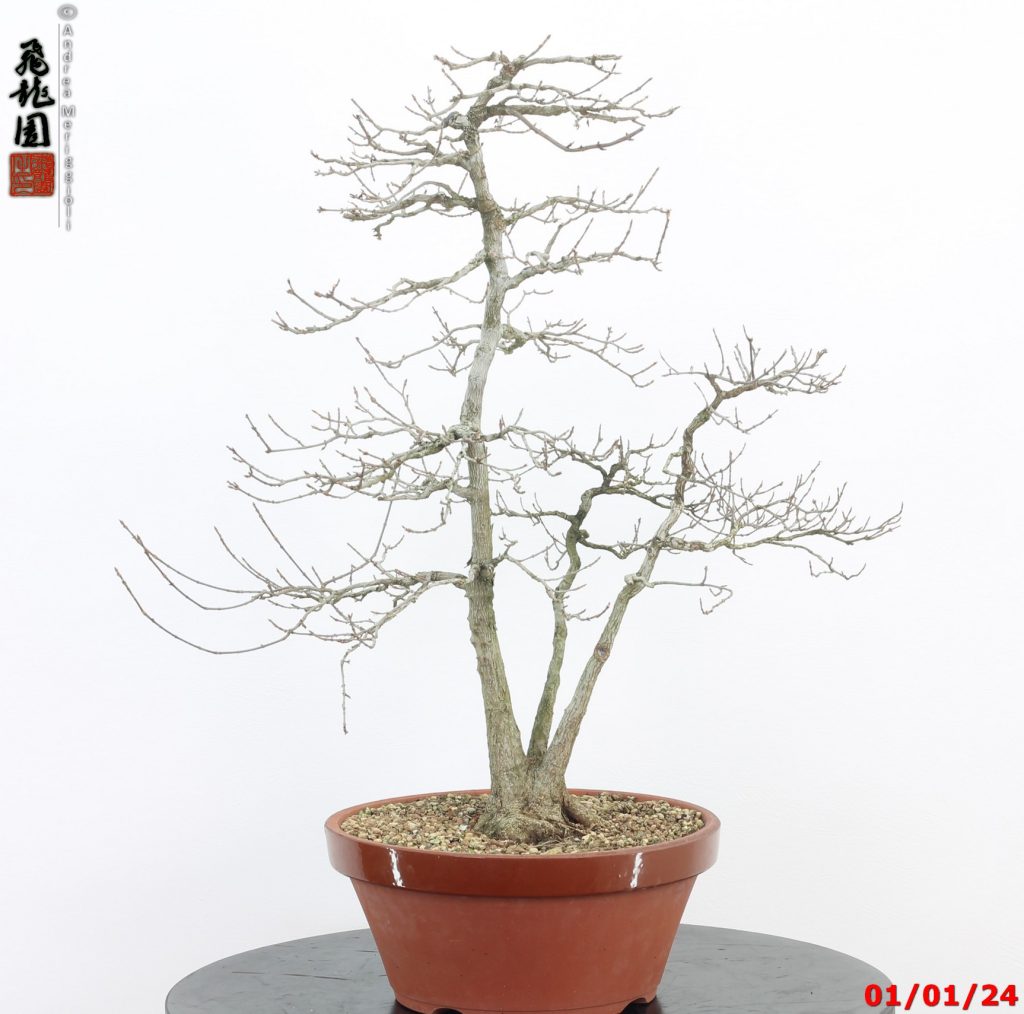 Acer buergerianum