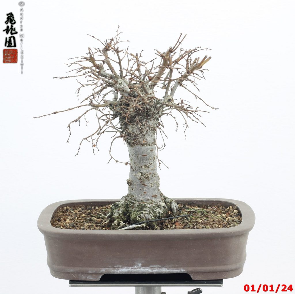 Zelkova parvifolia shohin