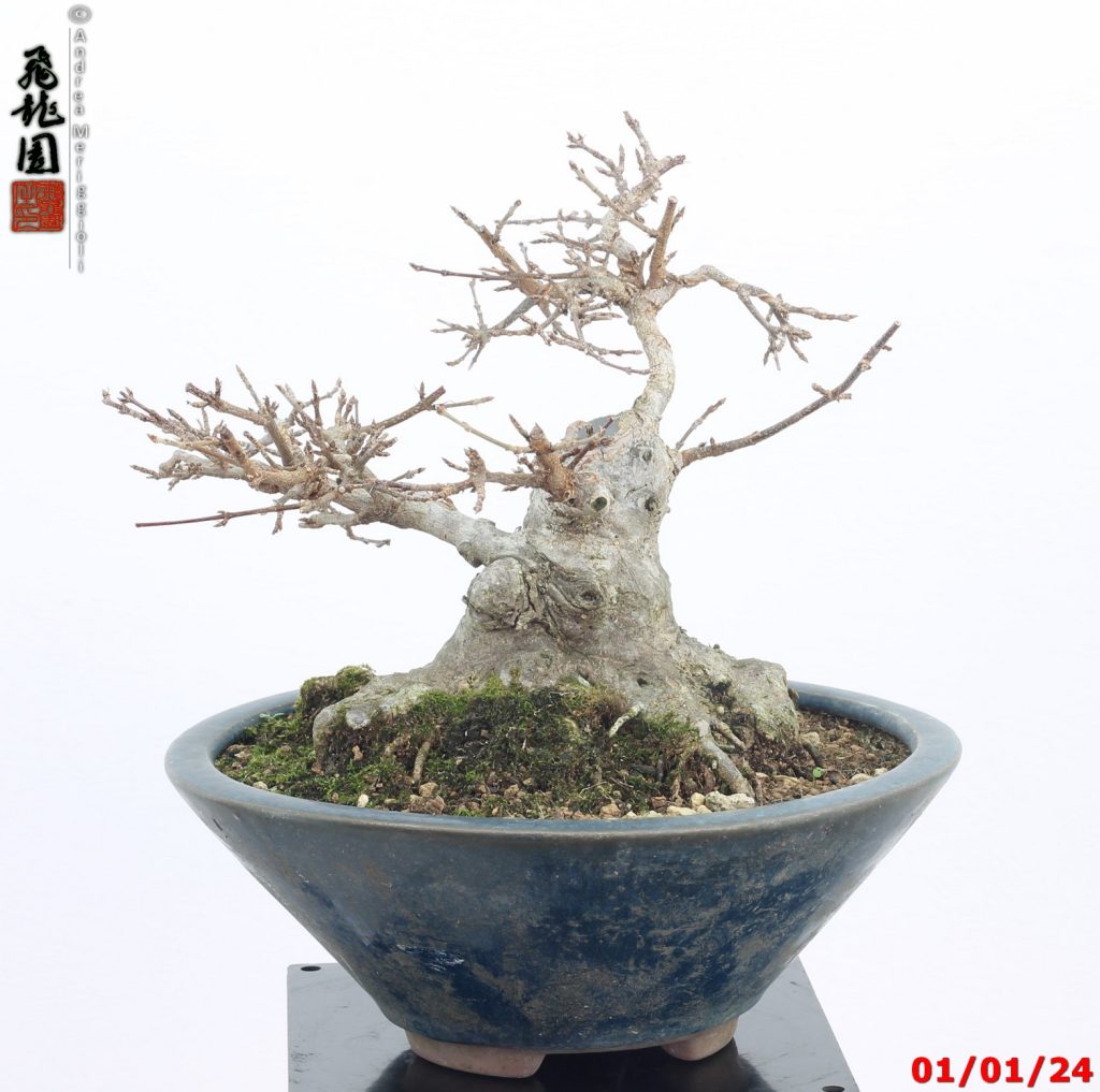 Acer buergerianum shohin