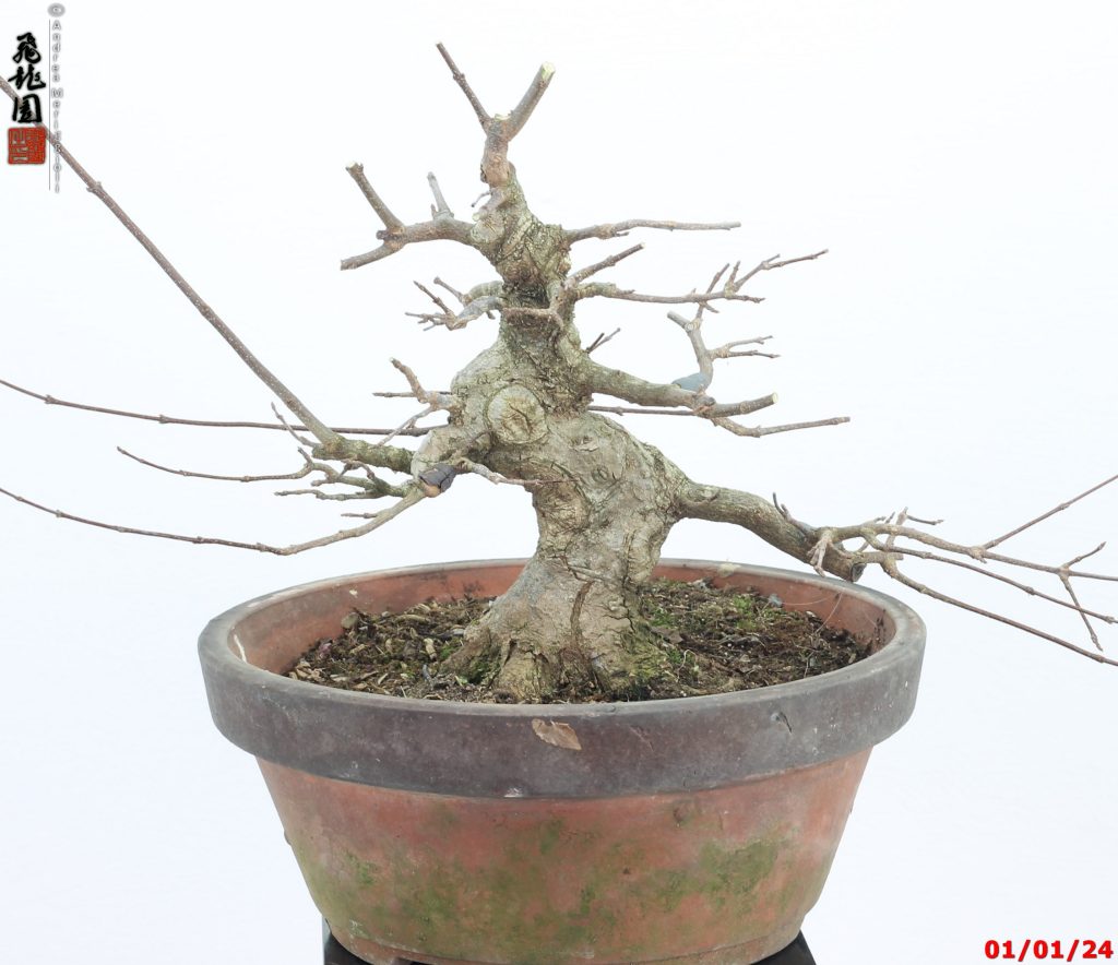 Acer buergerianum shohin