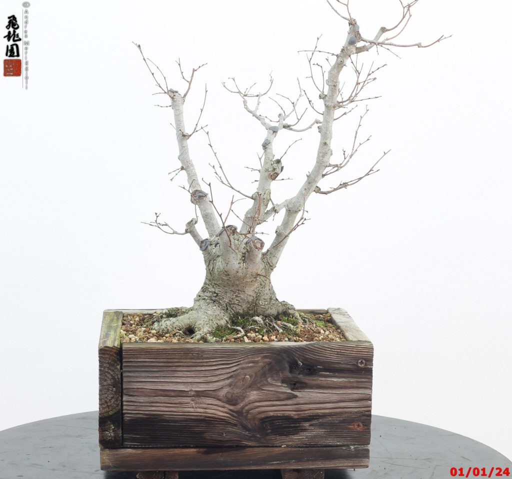 Zelkova parvifolia