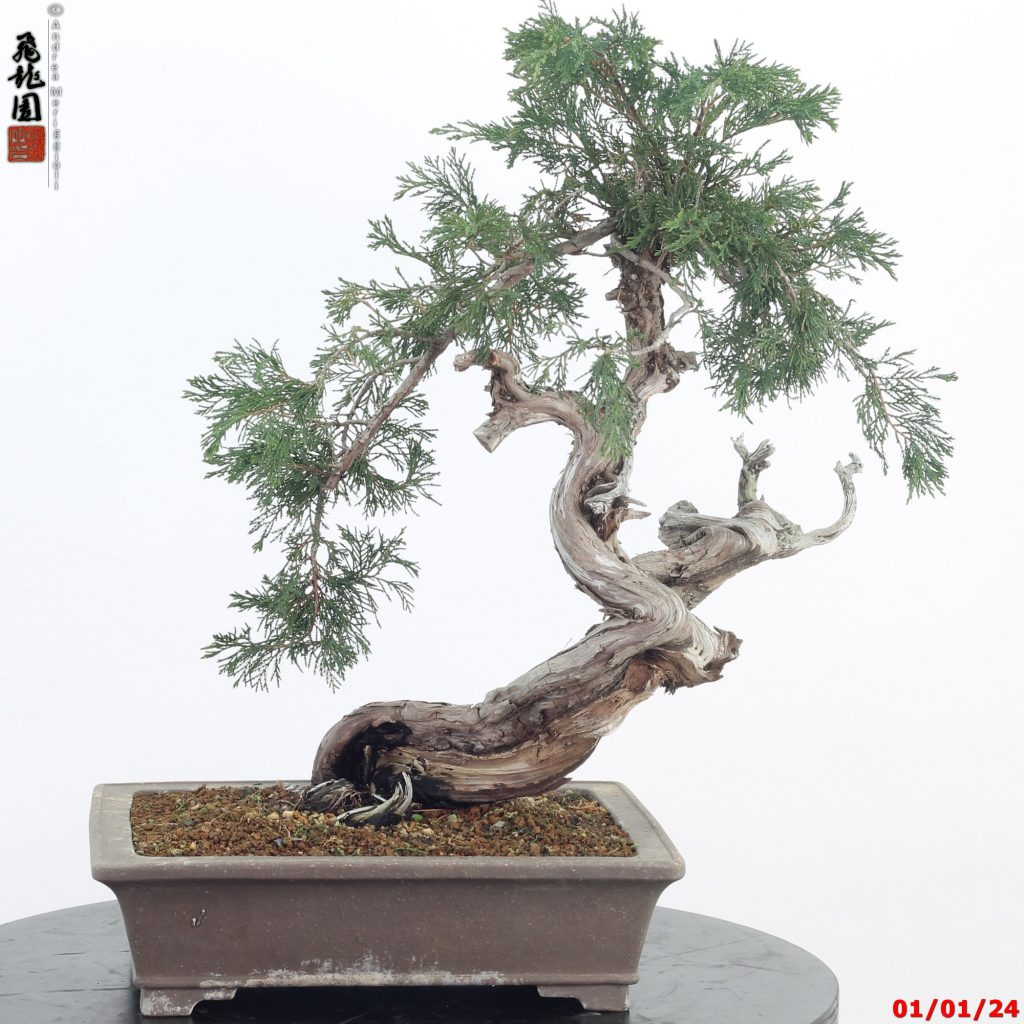Juniperus sabina