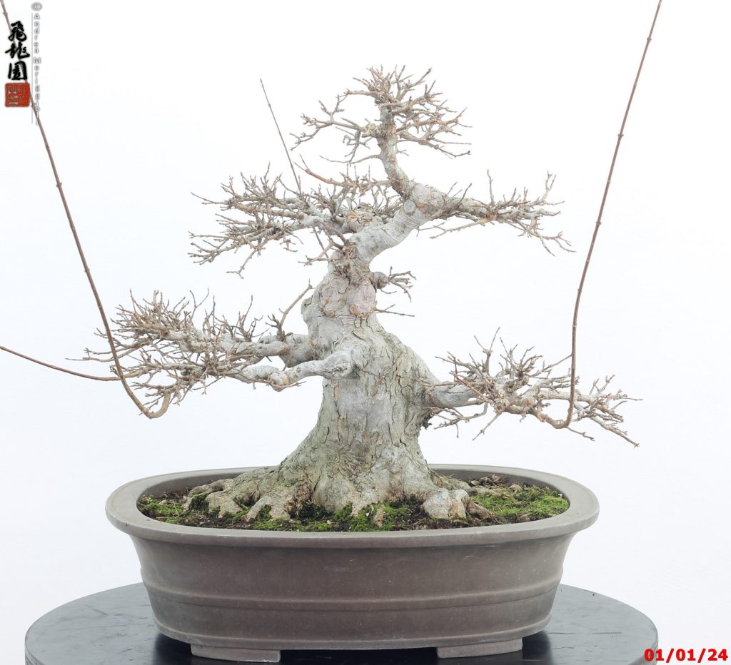 Acer buergerianum