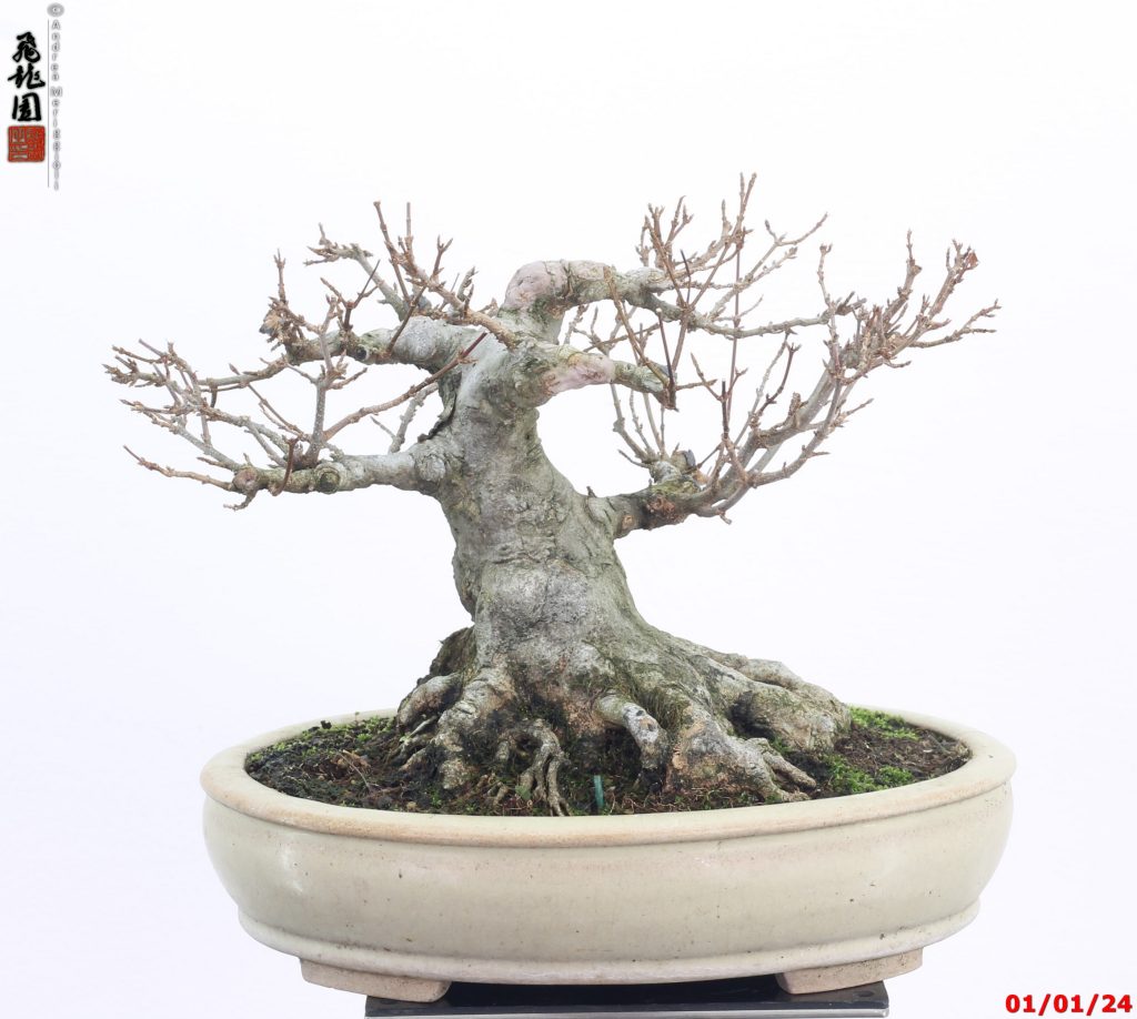 Acer buergerianum shohin