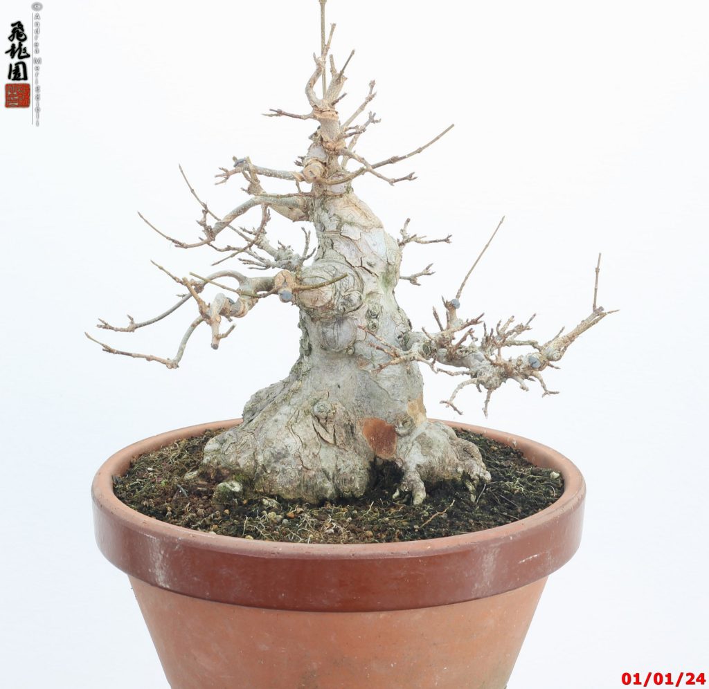Acer buergerianum shohin