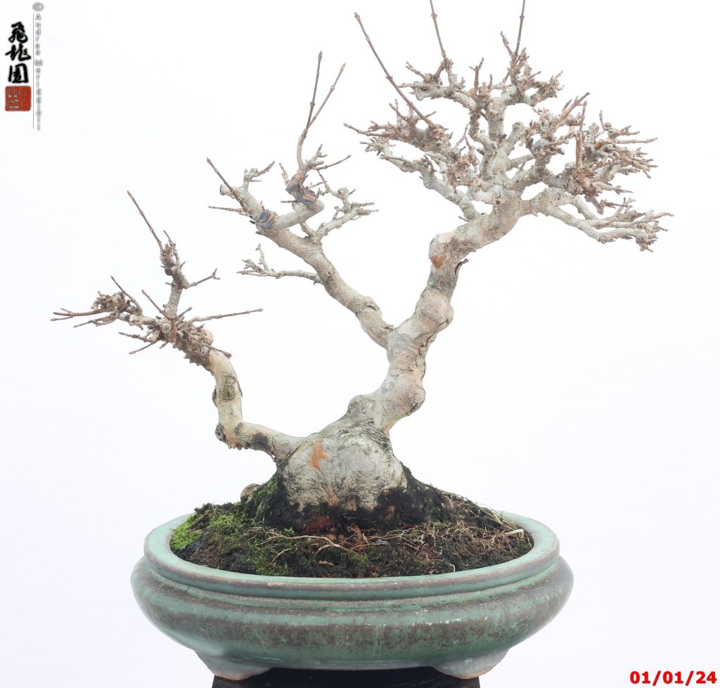 Acer buergerianum