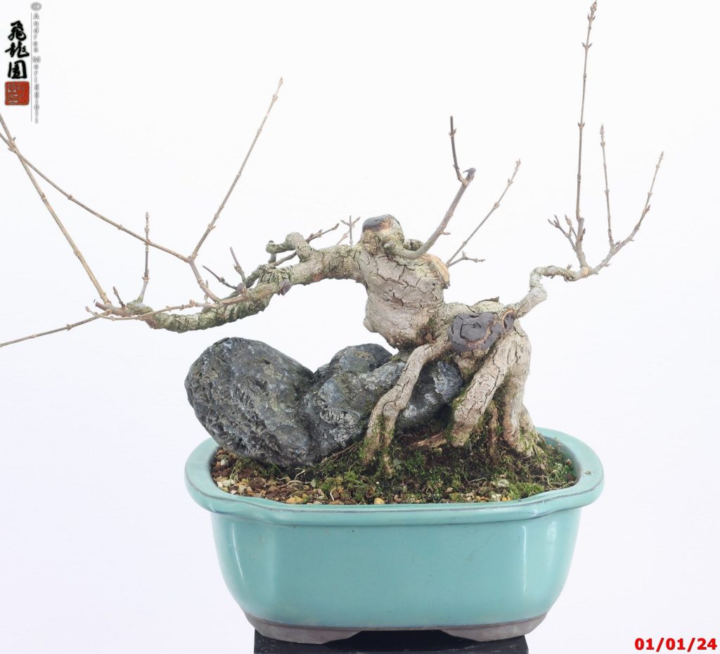Acer buergerianum shohin