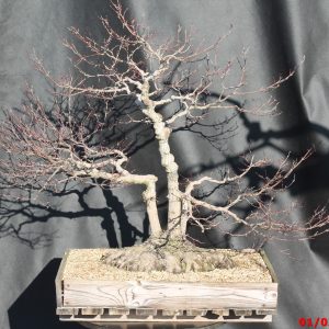 Acer palmatum