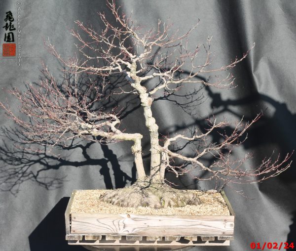 Acer palmatum