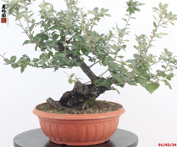 quercus ilex