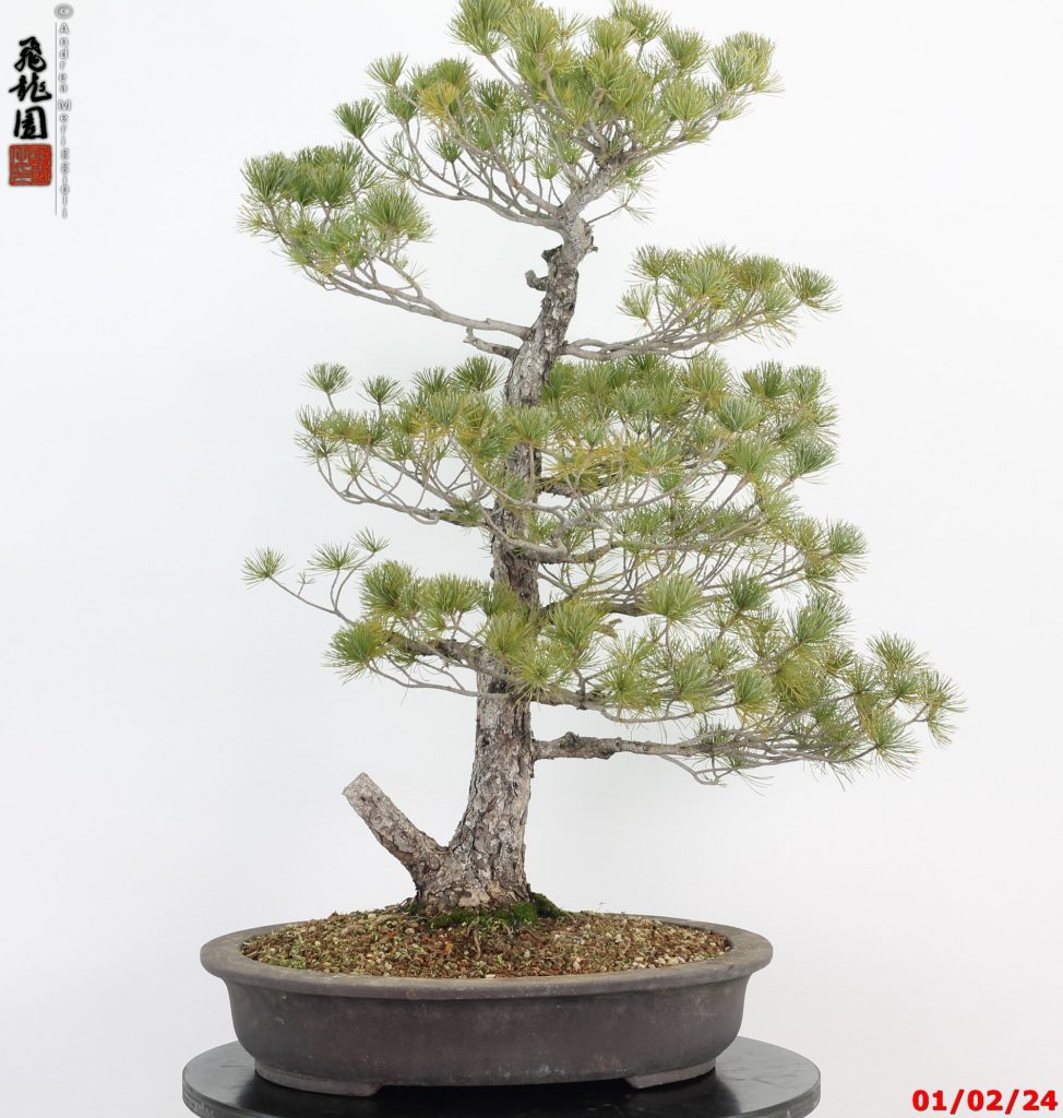 pinus pentaphylla