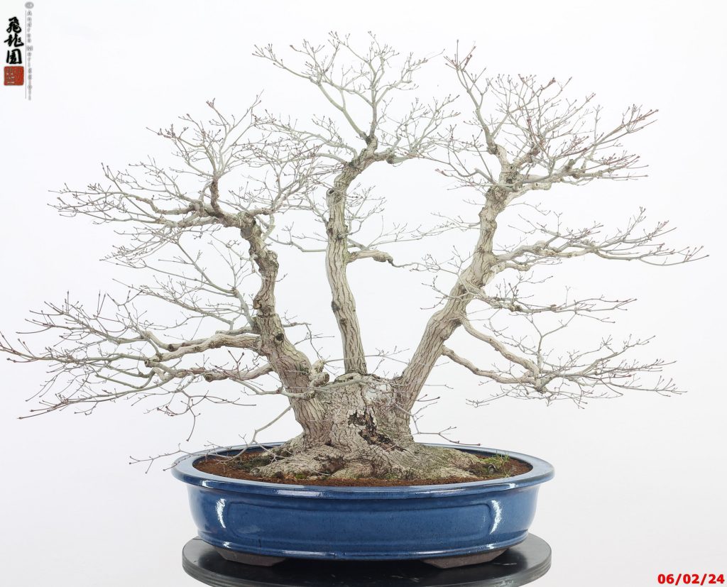 acer palmatum