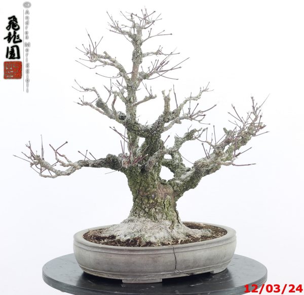 Acer palmatum arakawa - Image 2