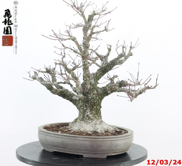 Acer palmatum arakawa - Image 4