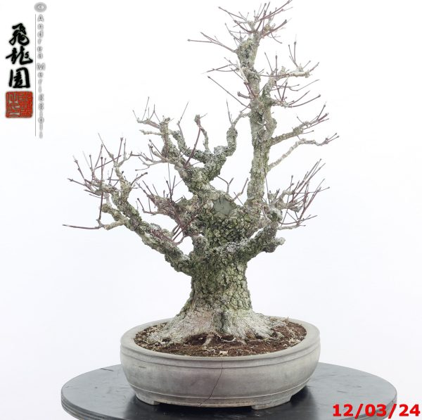 Acer palmatum arakawa - Image 7