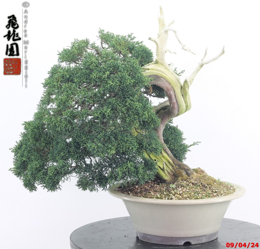 Juniperus kishu