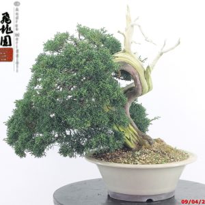 Juniperus kishu