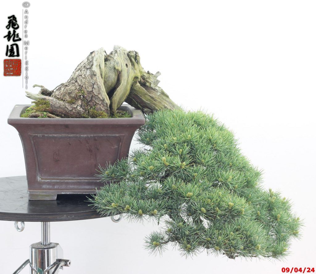 Pinus pentaphylla