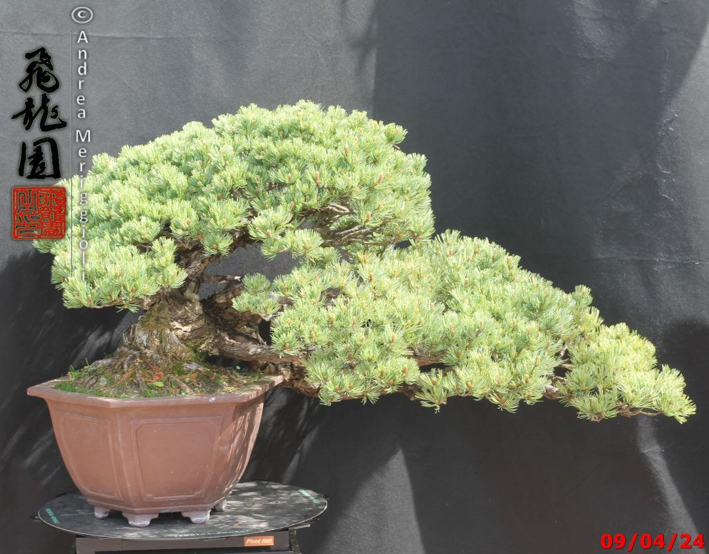 Pinus pentaphylla