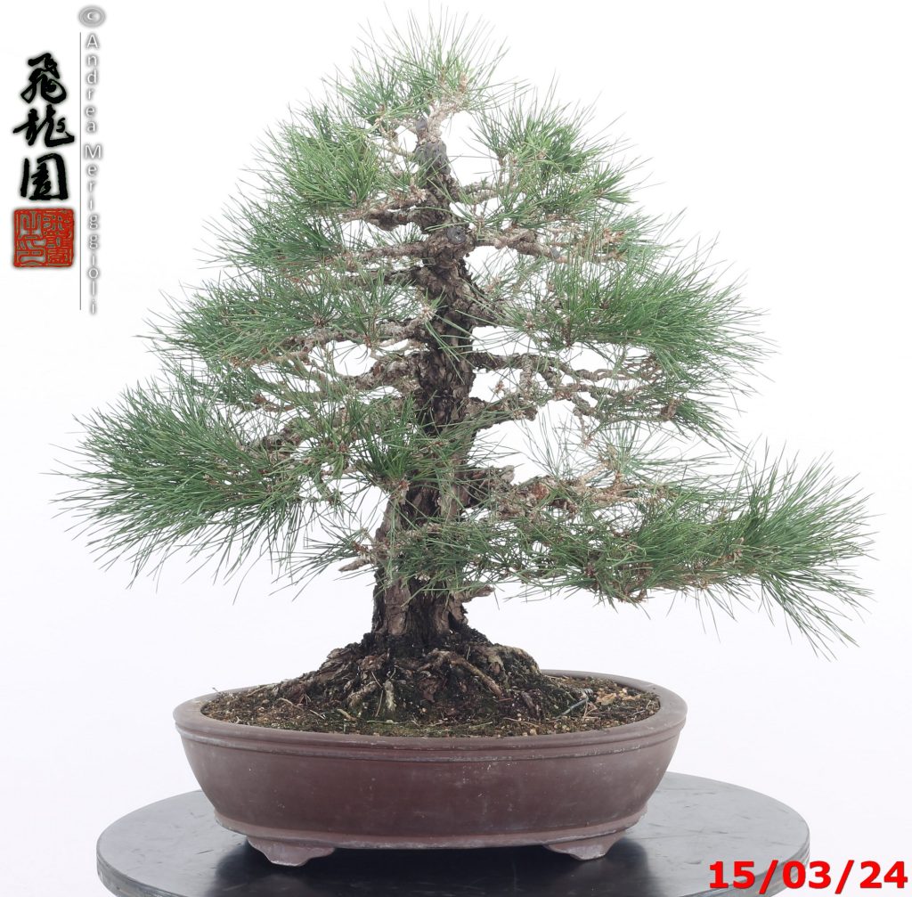 Pinus thunbergii