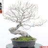 Fagus sylvatica