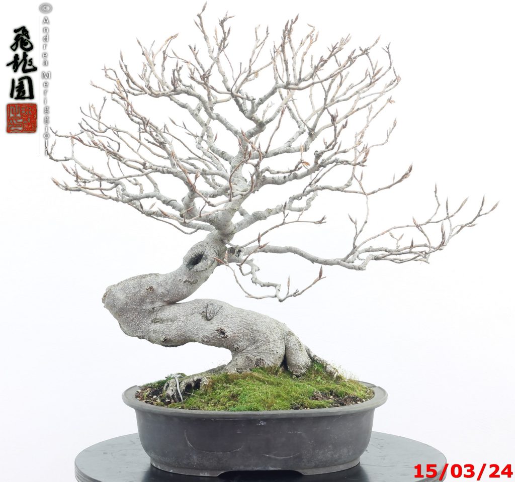 Fagus sylvatica