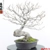 Fagus sylvatica - immagine 3