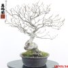 Fagus sylvatica - immagine 4