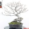 Fagus sylvatica - immagine 5