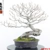 Fagus sylvatica - immagine 6
