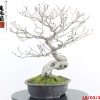 Fagus sylvatica - immagine 8