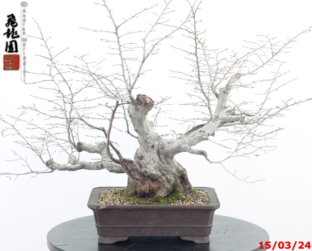 Carpinus orientalis