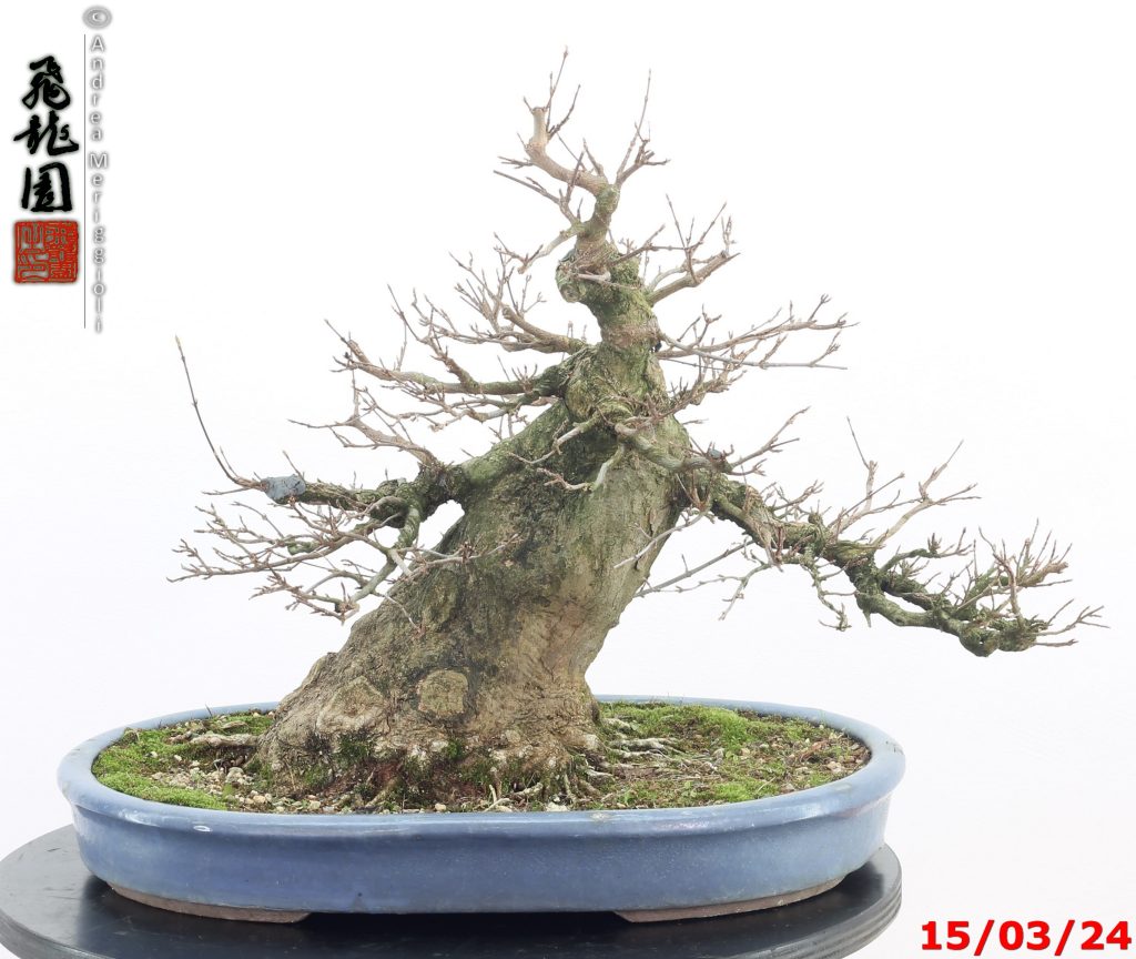 Acer buergerianum