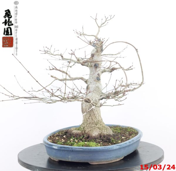 Acer palmatum - Image 3