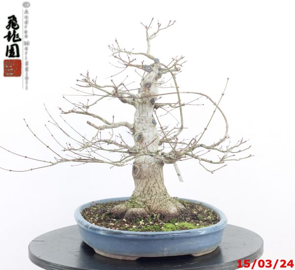 Acer palmatum - Image 4