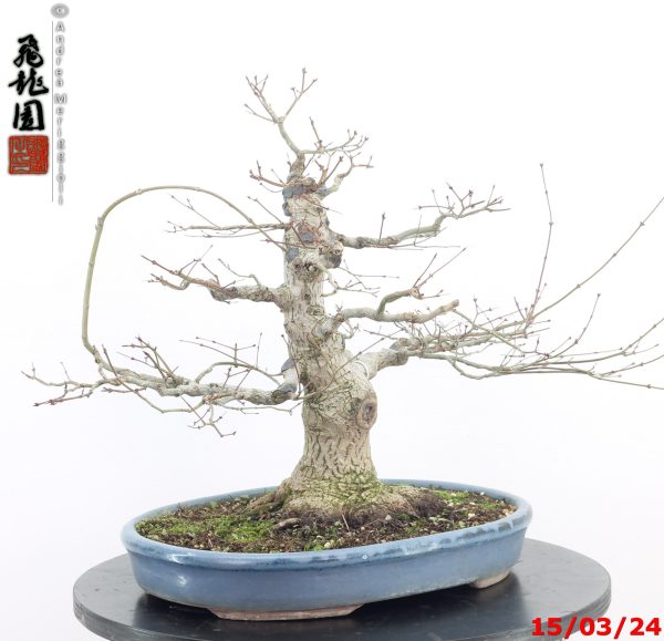 Acer palmatum - Image 7