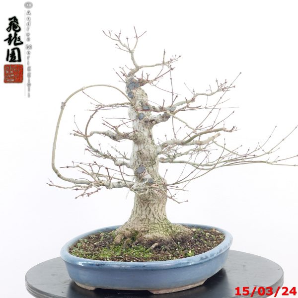 Acer palmatum - Image 8