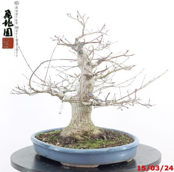 Acer palmatum - Image 9