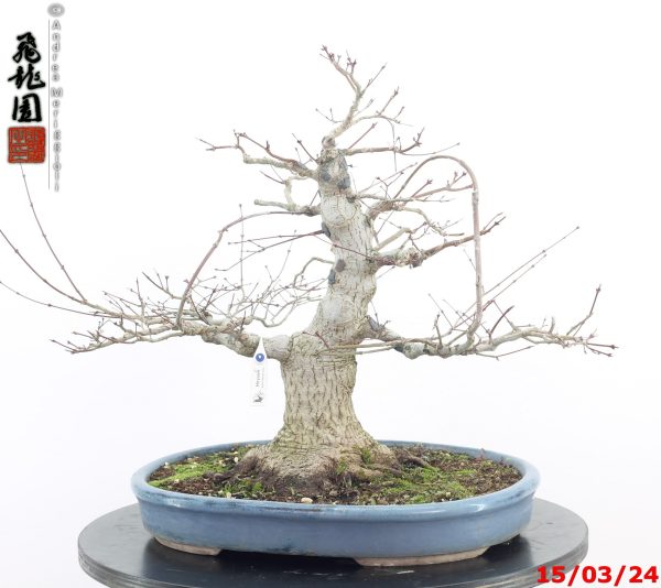 Acer palmatum - Image 10