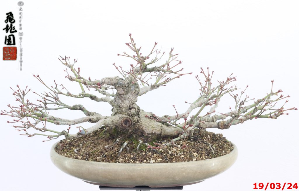 Acer palmatum