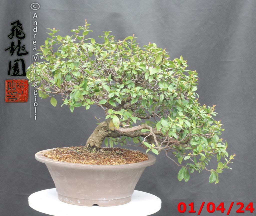 Trachelospermum jasminoides